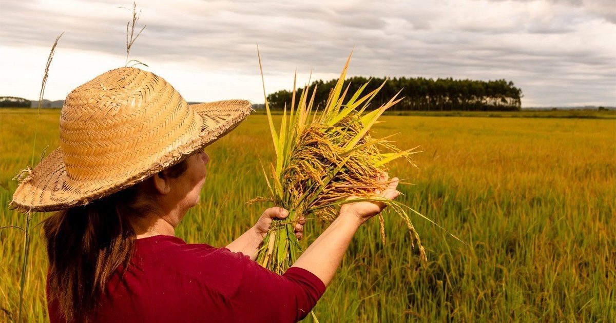 Descubra quem é o maior produtor de arroz orgânico da América Latina